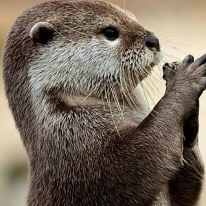 Meet your Posher, Ty